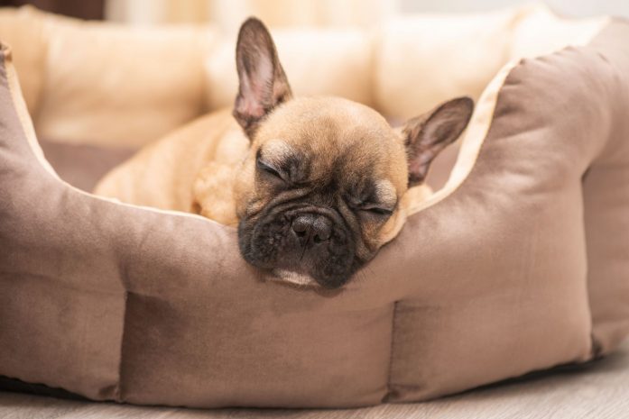 stay-with-a-pet