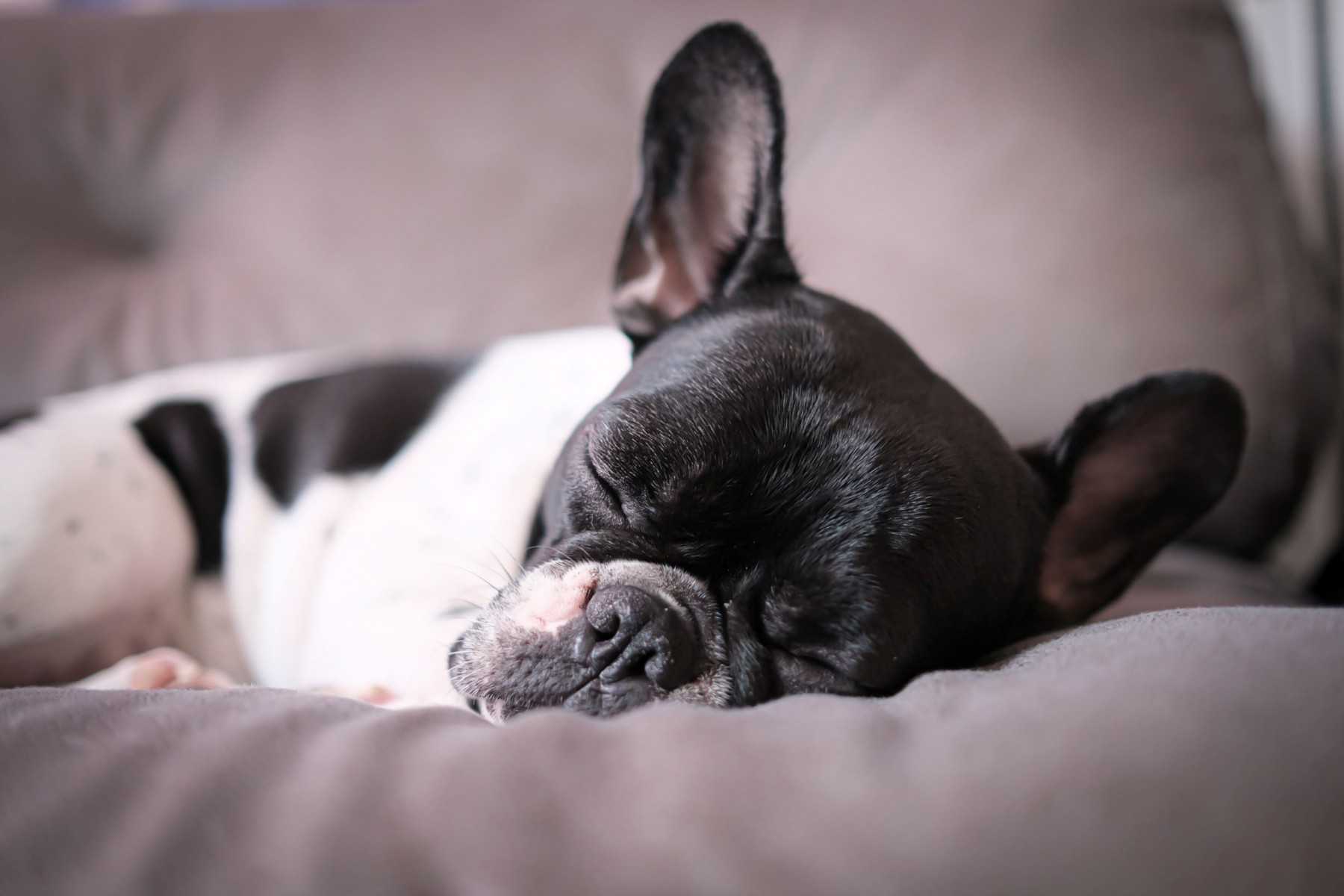 stay-with-a-pet
